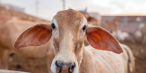Cute calf close-up in Goshala - protective shelters for cows in holy Hindu city Vrindavan, India.